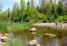 Photo of Отдых на берегу родника: встреча с природой
