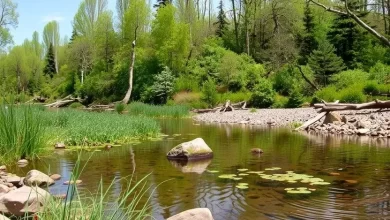 Photo of Отдых на берегу родника: встреча с природой